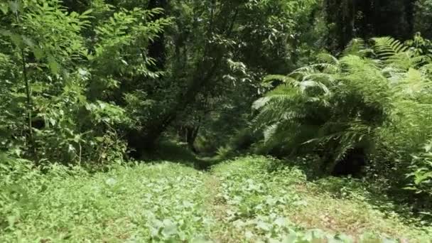 Tropisch regenwoud op zomerdag in een van de grootste park - Batumi, Georgië — Stockvideo