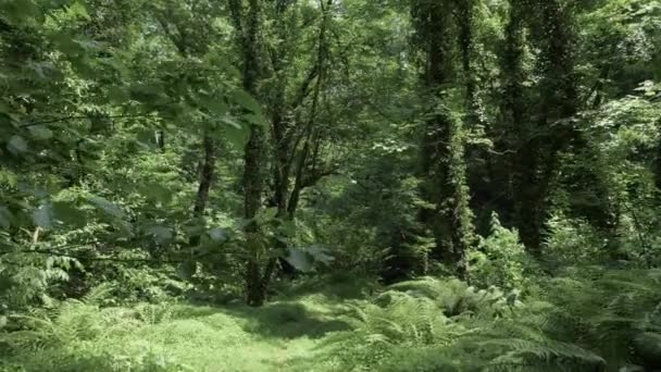 Tropisch regenwoud op zomerdag in een van de grootste park - Batumi, Georgië — Stockvideo