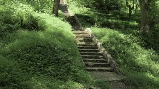 Treppen im tropischen Regenwald an Sommertagen - batumi, georgia — Stockvideo