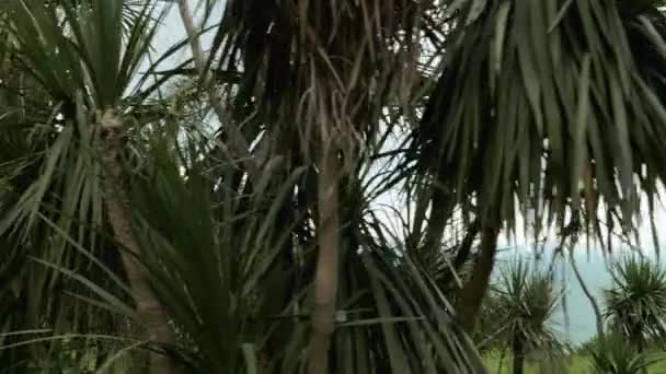 棕榈在夏季的一天在最大的公园之一-巴统, 佐治亚 — 图库视频影像