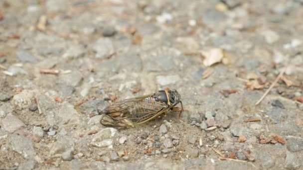 Cicada insecto en el suelo — Vídeos de Stock