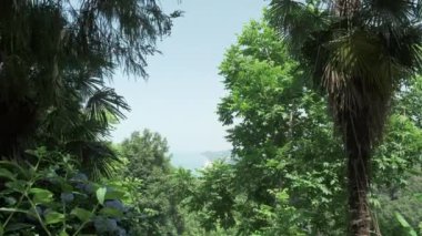 Tropikal yağmur ormanlarında uçan. Gürcistan