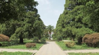 Sokağa palmiye ağacı birinde en büyük park - Batum, Gürcistan