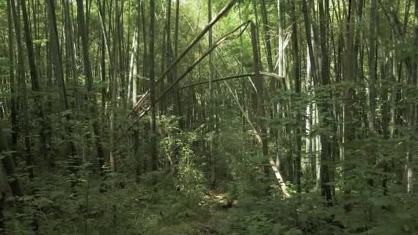 Voando na floresta tropical. Geórgia — Vídeo de Stock