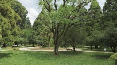 Yaz günü, tropikal yağmur ormanları birinde en büyük park - Batum, Gürcistan