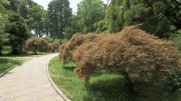 Wandelpad in één van de grootste botanische park - Batumi, Georgië — Stockvideo
