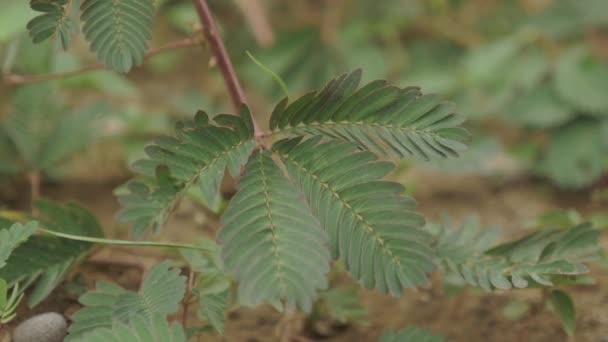 Bashful mimosa in botanical garden - Batumi, Georgia — Stock Video