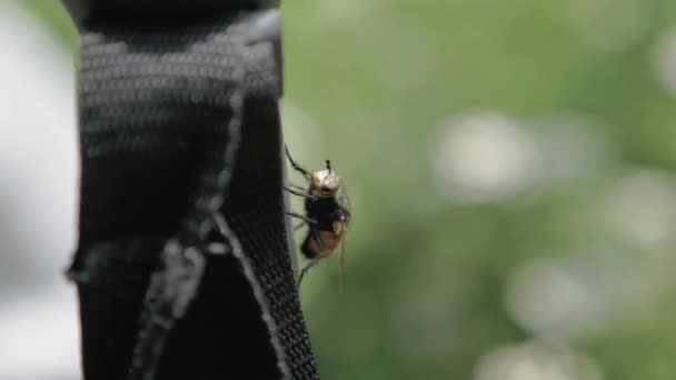 Insecto mosca encontrar la comida en el bosque — Vídeos de Stock