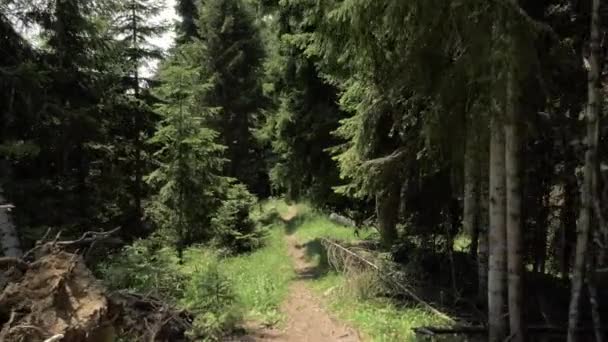 Sendero de las montañas en el parque nacional Borjomi Kharagauli - Georgia — Vídeo de stock