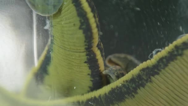 欧洲药用水蛭漂浮在银行 — 图库视频影像