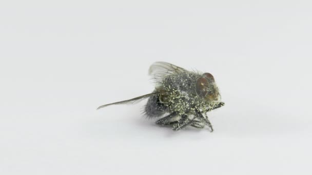 Mouche morte avec des œufs de larves sur la table tournante 
