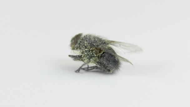 Mouche morte avec des œufs de larves sur la table tournante 