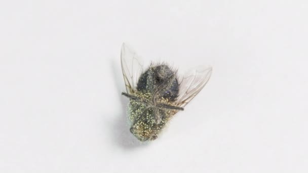 Мертва муха з яйцями личинок на обертовому столі — стокове відео