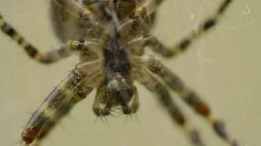 Büyük örümcek bahçede bir ağda kurbanını bekliyor.