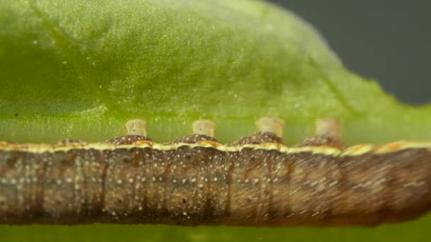 Большая гусеница движется на зеленом листке на размытом фоне — стоковое видео