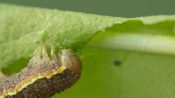 Il bruco grande mangia il congedo verde su uno sfondo sfocato, il bruco che si muove su congedo di albero — Video Stock