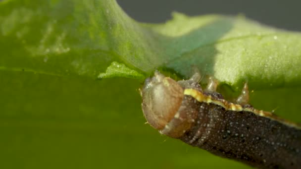 Grote rups eten groen verlof op een wazige achtergrond, rups bewegen op verlof van de boom — Stockvideo