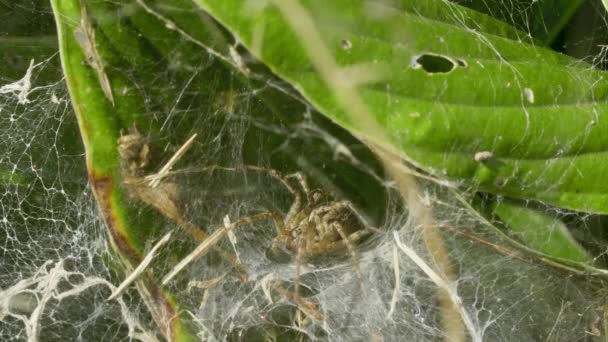 Grote spin wacht op een slachtoffer op een web in de tuin — Stockvideo