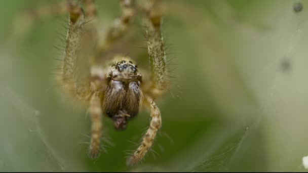 Большой паук съедает насекомое в паутине в саду — стоковое видео