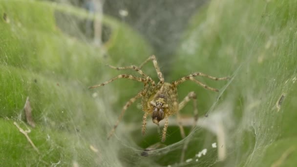 La araña grande espera a la víctima en la telaraña en el jardín — Vídeos de Stock