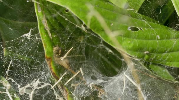 Gran guarida de araña de la tela en el jardín — Vídeo de stock