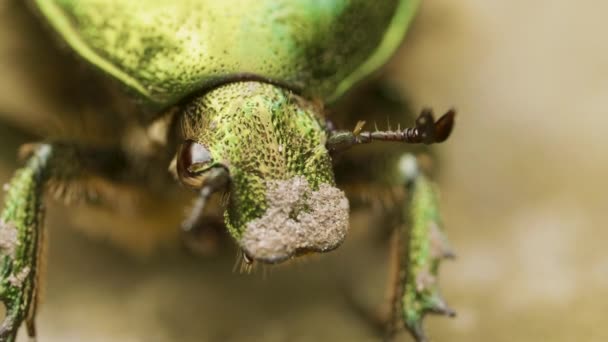 Cetonia aurata, rosal, escarabajo de color verde azulado y dorado en suelo marrón — Vídeos de Stock