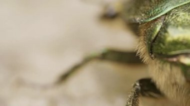 Cetonia aurata, gül chafer, kahverengi topraklarda mavimsi yeşil ve altın renkli böcek.