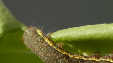 Büyük tırtıl bulanık arka planda yeşil bir izin yer, tırtıl ağaçtan ayrılır.