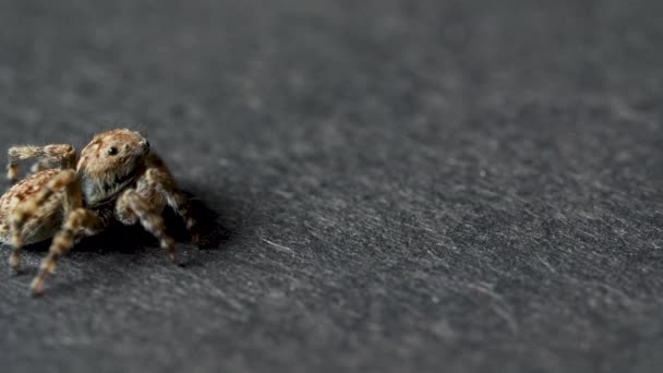 Kleine springende Spinne auf grauem Hintergrund — Stockvideo