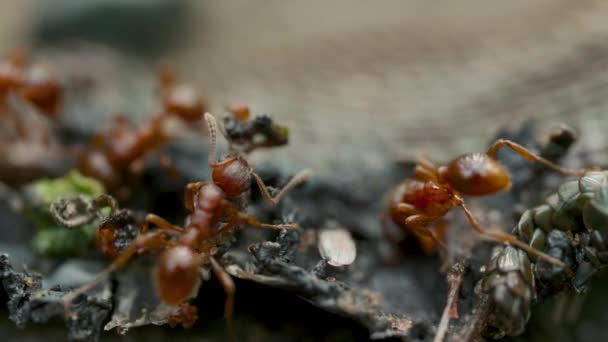 Een zwerm rode mieren die een lijk van dode lizzard op de vloer van dichtbij opeten. — Stockvideo