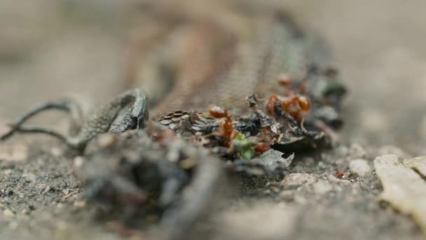Σμήνη από κόκκινα μυρμήγκια που τρώνε ένα σώμα από ψόφιους στο πάτωμα από κοντά. — Αρχείο Βίντεο