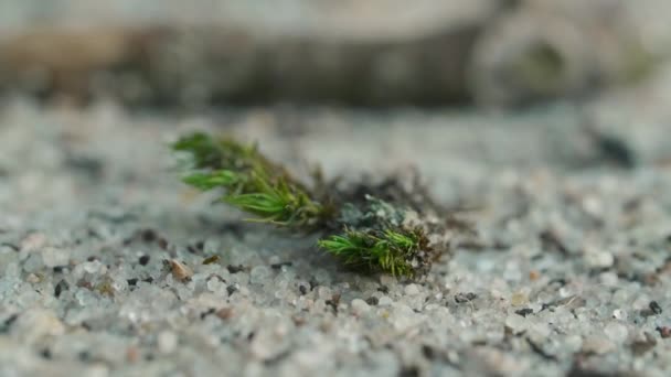 苔と苔の砂の閉鎖 — ストック動画