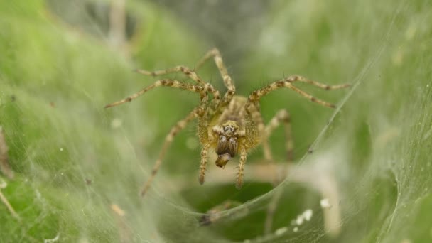 Большой паук ждет жертву в паутине в саду — стоковое видео