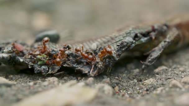 Vörös hangyák özönlenek, döglött zuzát esznek a padlón, közelről. — Stock videók