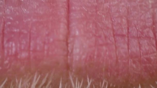 Крупный план мужских губ с усами и бородой — стоковое видео