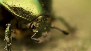 Cetonia aurata, gül chafer, kahverengi topraklarda mavimsi yeşil ve altın renkli böcek.