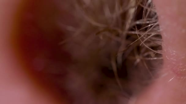 Hairy nostrils and nose of caucasian man close up in macro — Stock Video