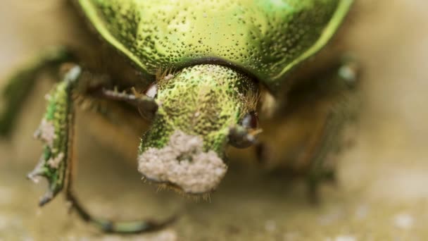 Cetonia aurata, rose chafer, bluish green and gold color beetle on brown soil — Stock Video