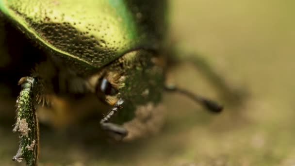 Cetonia aurata, rose chafer, bluish green and gold color beetle on brown soil — Stock Video