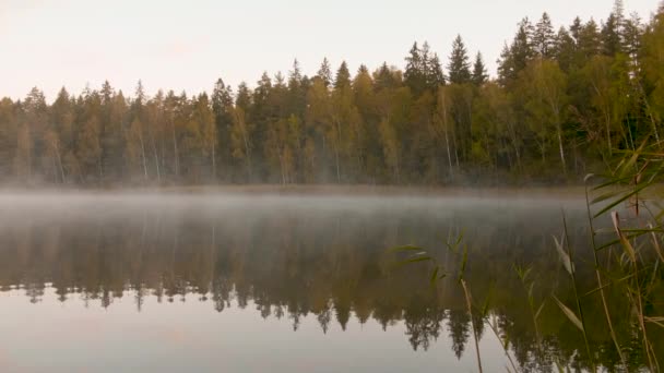 Névoa matutina sobre o lago ao lado da floresta de outono — Vídeo de Stock
