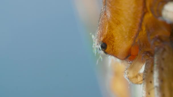 Araña campana de buceo - Argyroneta aquatica cerca de la superficie del agua — Vídeos de Stock