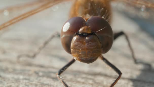 Macro shot of eyes of brown dragonfly