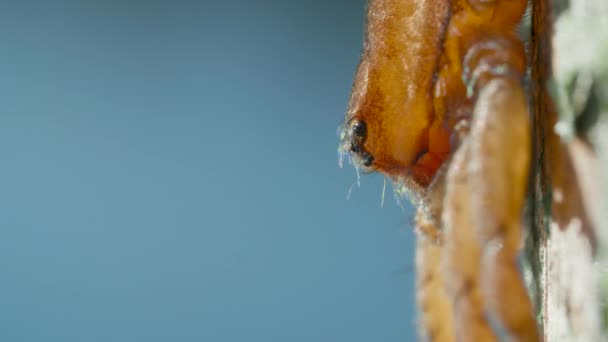 Прыгающий паук-колокольчик - Argyroneta aquatica вблизи поверхности воды — стоковое видео