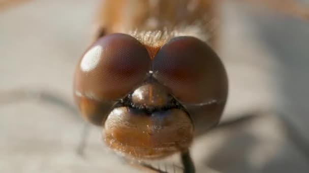 Macro disparo de ojos de libélula marrón — Vídeo de stock