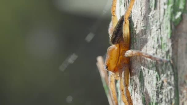 Araña campana de buceo - Argyroneta aquatica cerca de la superficie del agua — Vídeos de Stock
