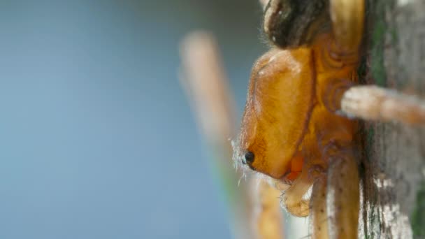 Araña campana de buceo - Argyroneta aquatica cerca de la superficie del agua — Vídeo de stock