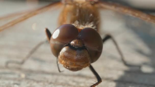 Macro tiro de olhos de libélula marrom — Vídeo de Stock