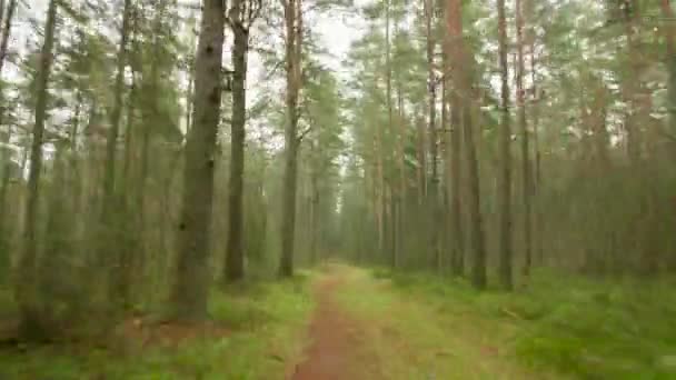 Walkway in hte autumn forest, timelapse point of view — Stock Video