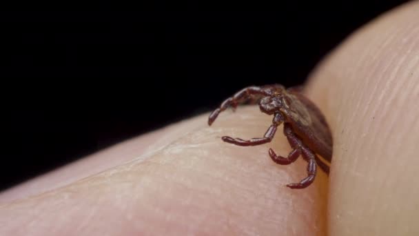 El humano mantiene el bicho chupasangre en los dedos, macro shot — Vídeos de Stock