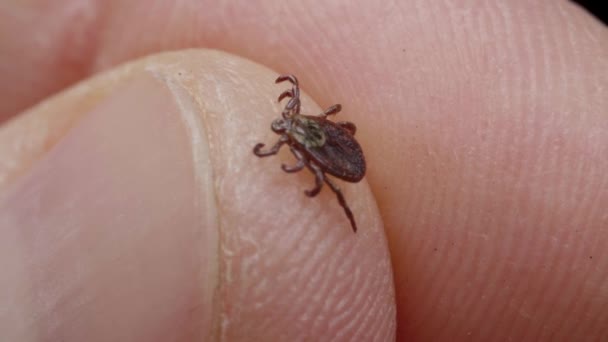 El humano mantiene el bicho chupasangre en los dedos, macro shot — Vídeo de stock